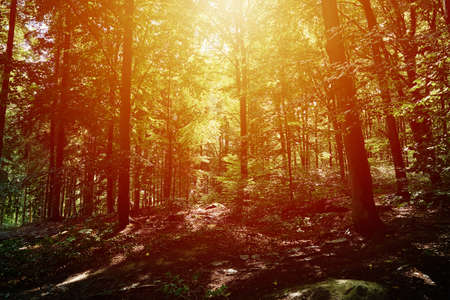Beautiful forest landscape with green trees in summer day, Nature backgroundの写真素材