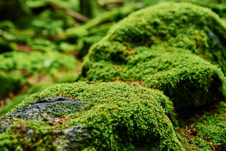 Forest landscape with stones covered green moss. Beautiful nature background. Moss detail close up, soft focusの写真素材