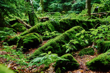 Forest landscape with stones covered green moss. Beautiful nature background. Moss detail close up, soft focusの写真素材