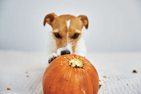 Jack Russell terrier dog gnaw orange pumpkin. Funny pet.の写真素材