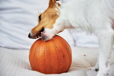 Jack Russell terrier dog gnaw orange pumpkin. Funny pet.の写真素材