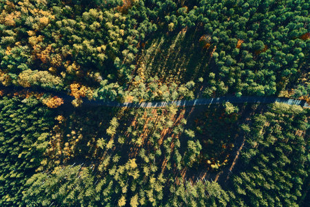 Road through autumn forest in sunny day, aerial view