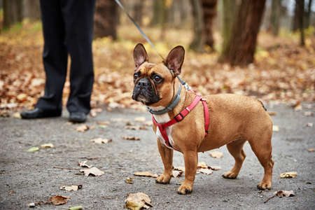 Dog walks in autumn park. French bulldog portraitの写真素材