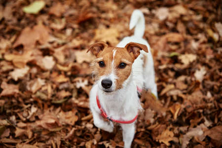 Portrait of dog walking in autumn park with colored leaves. Pet in natureの写真素材