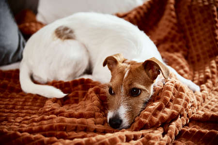 Tired dog sleep on couch. Lazy pet relaxed at home