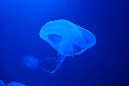Jellyfish swims under water with blue background, sea life in zoo aquarium
