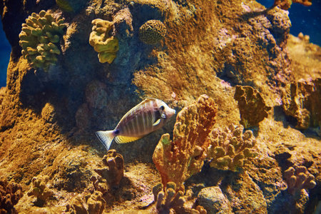 Colorful fishes in the deep under water, sea fish in zoo aquarium, close up