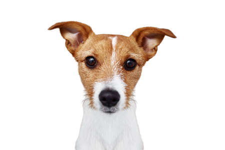 Dog portrait close up portrait, Jack Russell terrier looking at camera isolated on white background