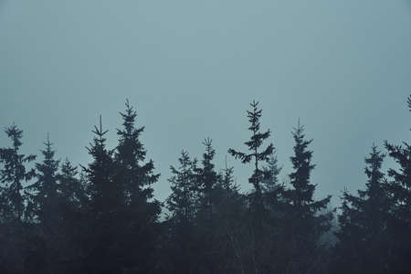 Silhouette of pine forest with mist, moody foggy forest landscape, nature backgroundの写真素材