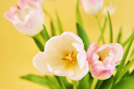 Tulip flowers bouquet on yellow background, Hello spring, Woman and Mother Day conceptの写真素材