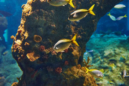 Colorful fishes in the deep under water, sea fish in zoo aquarium, close up
