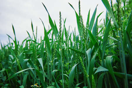 Food crisis and world hunger concept, Green field with wheat ears, Growing wheat sprouts closeup,...