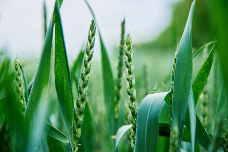 Food crisis and world hunger concept, Green field with wheat ears, Growing wheat sprouts closeup, Harwest problemの写真素材