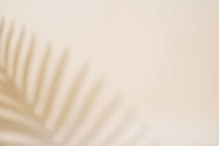 Abstract background with tropical palm leaves shadow on beige wall, Creative minimal design with copy space, Summer concept, flat layの写真素材