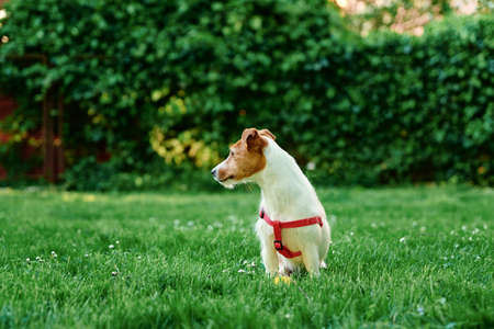 Cute dog walks on summer meadow with green grass, Pet portrait