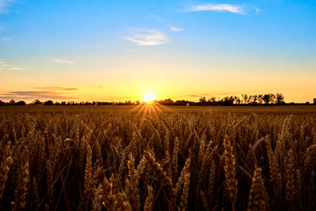 Golden field with ripe wheat ears at sunset, Food crisis and world hunger concept, Growing wheat...