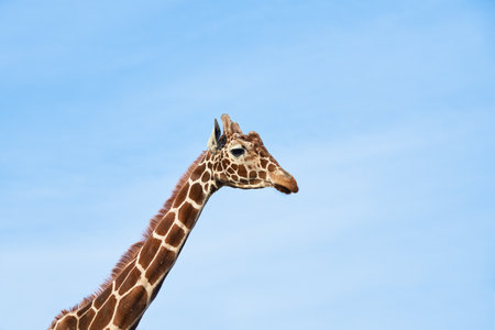 Giraffe head against blue sky. Giraffe portrait, close upの写真素材