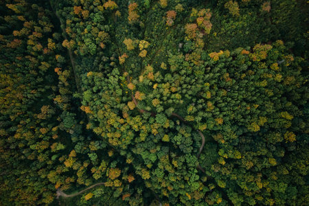 Top view of beautiful autumnal forest. Background of colored trees in woodland