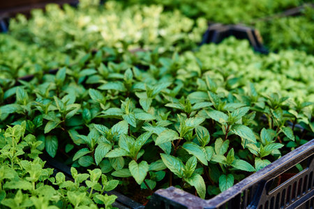 Green seedlings in pot for sale at farmer market. Plant care and transplanting in springの写真素材