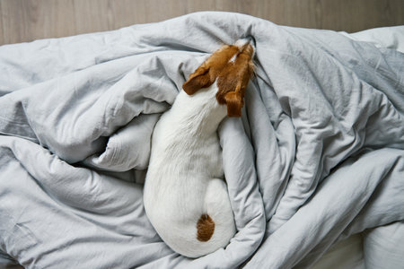 Lonely cute dog resting in bedroom, top view. Bored lonely pet sleeping in the bed, close upの写真素材