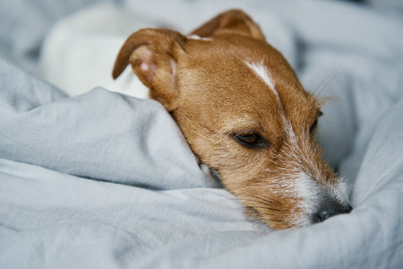 Lonely cute dog resting in bedroom. Bored lonely pet sleeping in the bed, close upの写真素材
