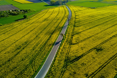 Colorful agriculture fields in spring. Car road through blooming rapeseed fields, aerial view. Natural backgroundの写真素材