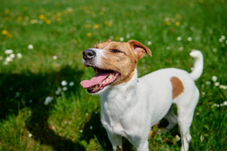 Cute active dog walking at green grass in park at summer day. Jack Russell Terrier portrait outdoorsの写真素材