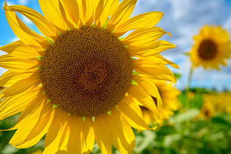 Sunflower field. Blooming sunflowers plantation in agricultural field at summer day. Bright summer landscapeの写真素材