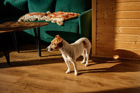 Lonely dog standing on the floor in living room. Pet at home. Cute Jack Russel terrier portraitの写真素材