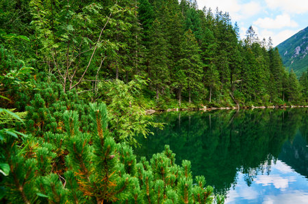 Spruce forest near blue lake in mountains. Tatra National Park in Poland. Panoramic view on Morskie Oko or Sea Eye lake in Five lakes valley. Nature landscapeの写真素材