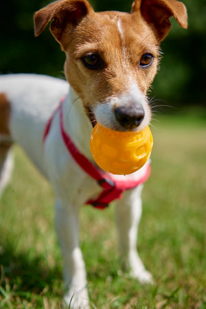 Active dog playing with toy ball on green grass at summer day. Pet walking in park. Jack Russell terrier portraitの写真素材