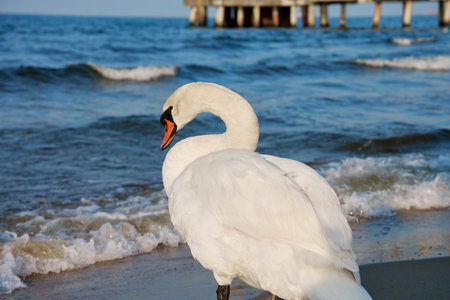 White swan on shore of Baltic Sea in Poland. Wild swan in natureの写真素材