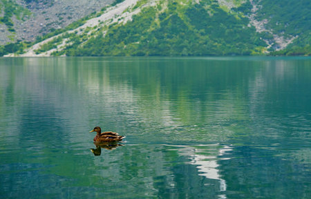 Mallard duck swimming in mountain lake. Beautiful nature landscape. Tatra National Park in Poland. Morskie Oko or Sea Eye lake in Five lakes valleyの写真素材