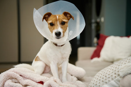 Dog wearing medical plastic collar sitting on sofa in living room. Rehabilitation after medical treatment. Sad Jack Russell Terrier in pet coneの写真素材