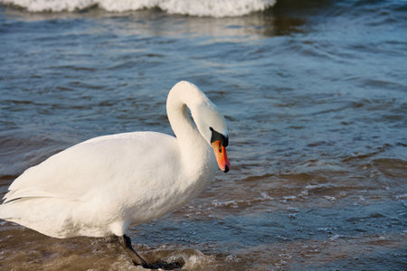 White swan on shore of Baltic Sea in Poland. Wild swan in natureの写真素材