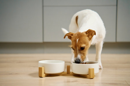 Dog eating dry food from a white bowl on the floor in kitchen, Hungry dog, Animal feeding and pet careの写真素材