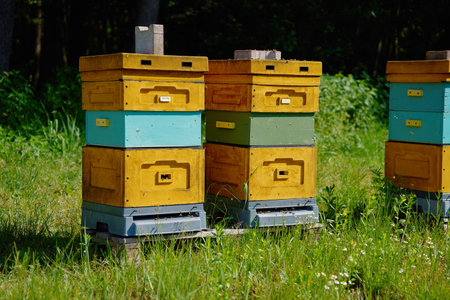 Brightly painted wooden bee hives arranged in row in grassy meadow near forest edge on sunny...