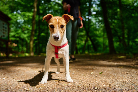 Female dog walker leads small Jack Russell Terrier dog on leash in summer park. Woman with her pet have fun outdoors.の写真素材