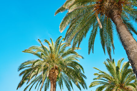 Upward view of palm trees with its fronds spreading out against clear blue sky. Summer background with tropical trees with green leavesの写真素材