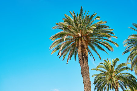 Palm trees with lush fronds set against clear blue sky. Summer background with tropical trees with green leaves, bottom view. Vacation in tropical beach conceptの写真素材