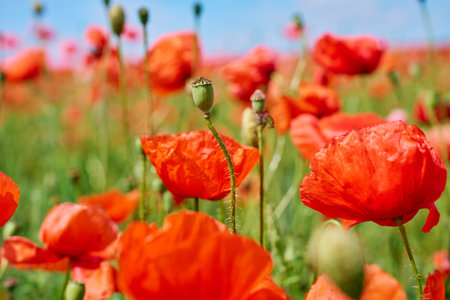 Meadow with blooming red poppies. Vibrant flowers are blooming in summer field with green grass. Beautiful natural backgroundの写真素材