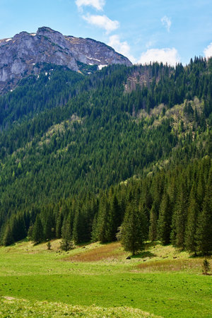 Mountain landscape with green meadow, surrounded by pine forests and snow-capped peaks under clear sky. Tatra mountains in Zakopane, Poland. Giewont summitの写真素材