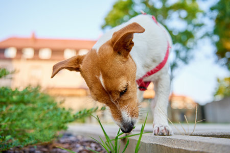 Curious Jack Russell Terrier dog wearing red harness sniffs grass in backyard while walking outdoors.の写真素材