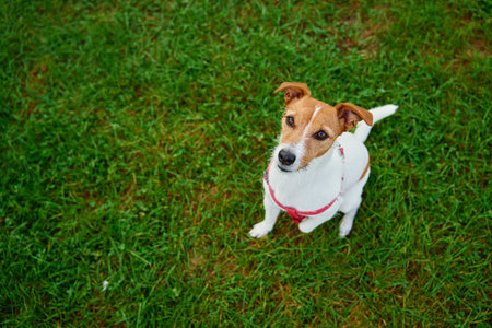 Jack Russell Terrier wearing red harness sits on green grass and looking up with curious expression. Dog walking outdoorsの写真素材