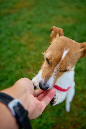 Curious Jack Russell Terrier sniffs owner hand during outdoor walking. Dog behavior trainingの写真素材