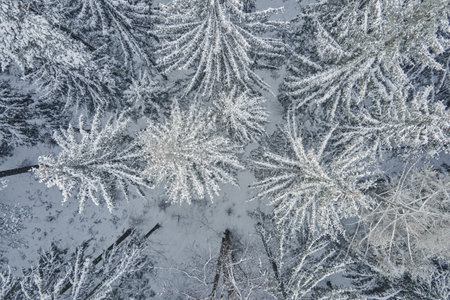 Top view of snowy forest. Winer landscape with pine trees covered in snow, aerial viewの写真素材