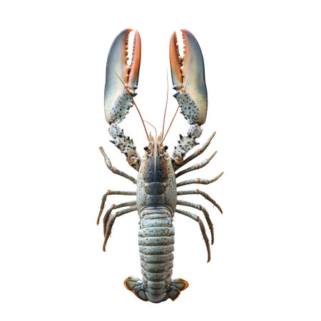 Fresh raw lobster isolated on white background. Crustaceans with claws, top viewの素材