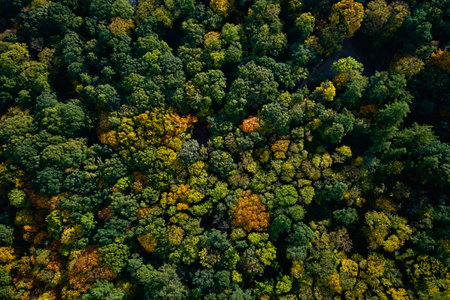Autumn forest with colorful trees, aerial view. Vibrant green, yellow and orange foliage in natural...