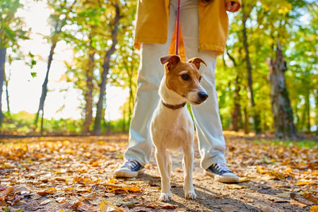 Woman walking her small dog in city park in fall season. Jack Russell Terrier playing in autumn forest with his owner. Female dog sitter walks with dog at morning, leads dog on leash. Pet careの写真素材
