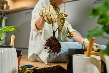 Woman wearing gardening gloves holding plant with exposed roots during repotting process. Gardener...